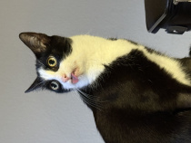 Katzen gehen immer.
